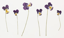 Picture Of Dried Flowers In Several Variants
Herbarium From Dried Blossoming Flower Arranged In A Row. Viola Tricolor, Pansy, Heartsease