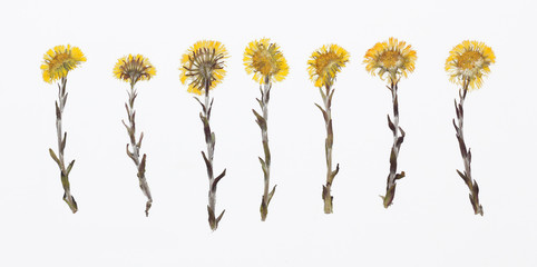 Wall Mural - Picture of dried flowers in several variants
Herbarium from dried blossoming flower arranged in a row. Tussilago farfara, coltsfoot