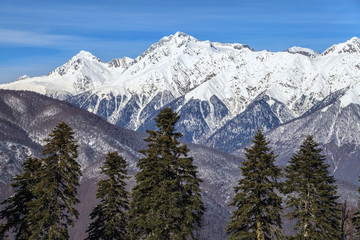 Wall Mural - Beautiful mountain scenic winter landscape of the Main Caucasian ridge with snowy peaks, blue sky and fir trees on the foreground