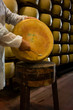 © Kzenon Premium - Experienced worker in cheese factory testing quality of parmesan