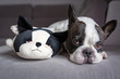 French bulldog lying with his teddy dog friend