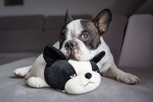 French Bulldog Lying With His Teddy Dog Friend