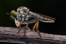 Super Macro Robber Fly With Prey