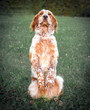 © katyal - dog