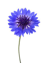 Blue Cornflower (Cyanus Segetum)