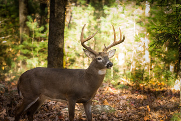 large white-tailed deer buck in woods