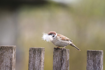 Poster - little bird Sparrow sitting on an old wooden fence with feather for nest in beak