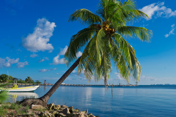 Wall Mural - Palm on the Caribbean coast.