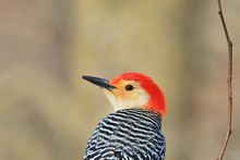 Red Bellied Woodpecker - Wild Bird Background - Colors In Nature