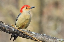 Red Bellied Woodpecker - Wild Bird Background - Perch Of Color