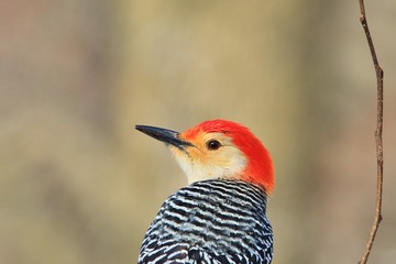 Wall Mural - Red Bellied Woodpecker - Wild Bird Background - Colors in Nature