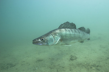 Freshwater fish pike perch (Sander lucioperca) in the beautiful clean pound. Underwater shot in the lake. Wild life animal. Pike perch in the nature habitat with nice background. Live in the lake.