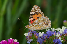 Small Tortoiseshell (Aglais Urticae) Butterfly On Some Flowers
