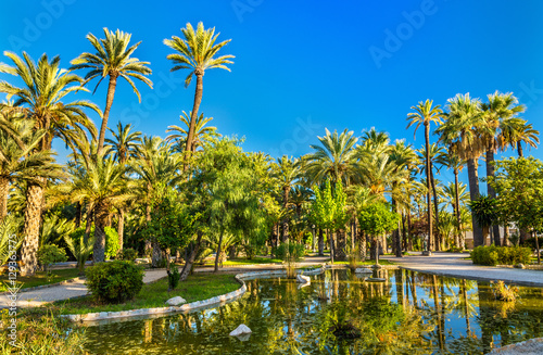Palmeral of Elche, Spain. UNESCO heritage site Fototapeta