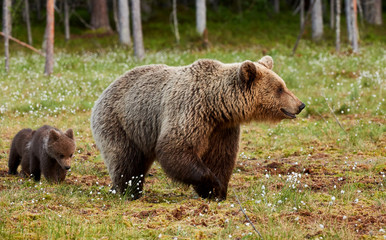 Wall Mural - mother brown bear and her cubs