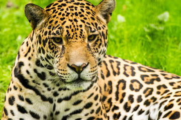 Portrait of a Jaguar. Panthera onca.