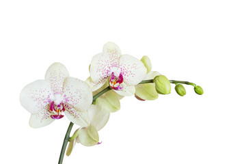 Fototapete -  orchid