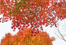 Maple Leaves In Autumn. Colorful Japanese Maple Leaves Branch On Dusky Day.