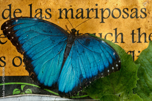 butterfly-on-the-background-of-a-sign-butterfly-in-spanish-stock