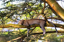 Leopard Resting On A Tree. Nakuru, Kenya