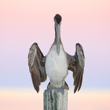 Immature Brown Pelican Perched On A Dock Piling - Cedar Key, Flo