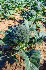 Harvest ripe organically grown broccoli in a sunny field