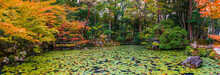 Autumn Japanese Garden With Maple