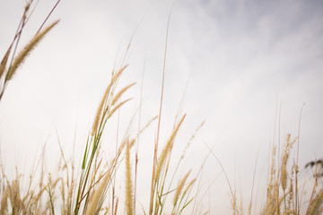 Naklejka na meble Blurred of grass and sky.