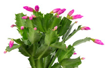 Christmas Cactus Isolated On A White Background