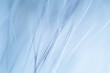 © dachux21 - Abstract macro of fur in blue tones. Shallow depth of field, artistic colors, decorative look.