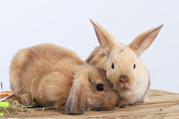 Wall Mural - pair of rabbits