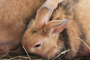 Wall Mural - pair of rabbits