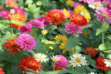 Zinnia Elegans Colorful Flowers In The Park