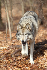  North American Gray Wolf