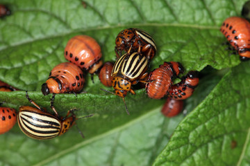 invasion of Colorado potato beetle