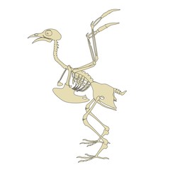 Wall Mural - 2d cartoon illustration of pigeon skeleton