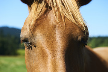 Close up of brown horse head tortured by flies in summer. Blue sky background

