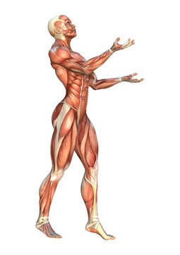 3D Rendering Muscle Maps