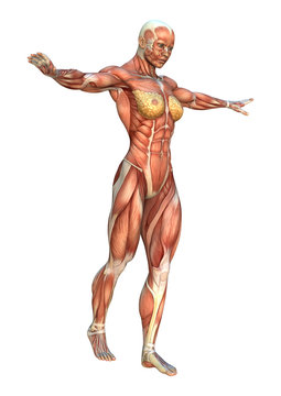 3D Rendering Muscle Maps