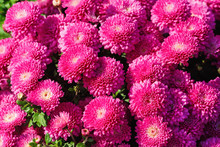 Pink Chrysanthemum Flowers. Many Beautiful Pink Flowers As Background. Selective Focus.
