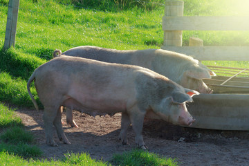 Pigs feeding