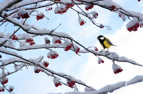 Fotomural Tit sentado en una rama de Rowan