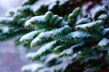Spruce Branches Covered With Snow