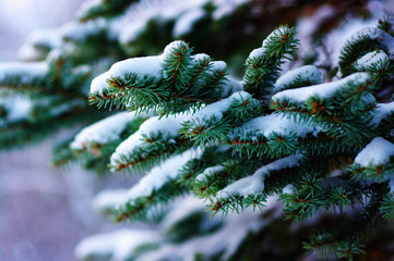 spruce branches covered with snow