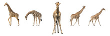 Set Of Five African Giraffes In Different Posings