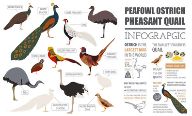 Poultry farming infographic template. Peafowl, ostrich, pheasant