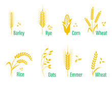 Cereals Icon Set With Rice, Wheat, Corn, Oats, Rye, Barley.