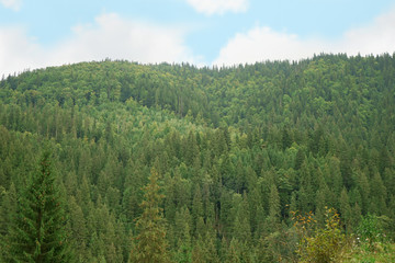 Canvas Print - Beautiful landscape in the Carpathian mountains