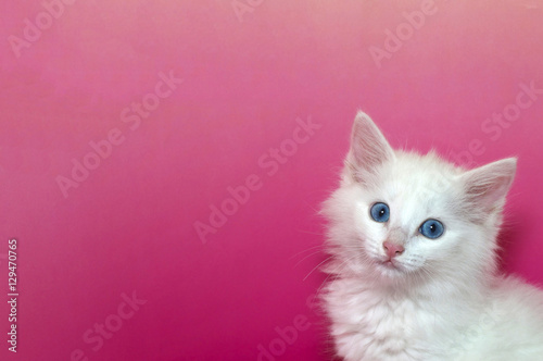 Portrait Of A White Domestic Medium Hair Kitten With Blue Eyes