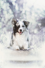 Wall Mural - Border Collie im Winter